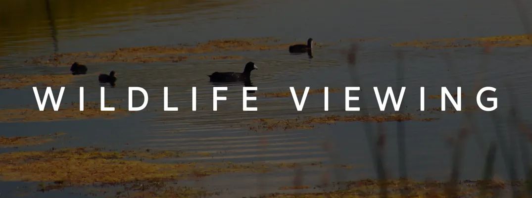 Wildlife Viewing in Lewistown and Central Montana