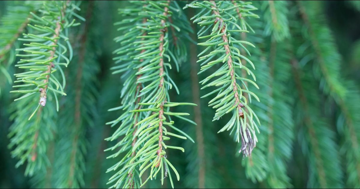 Botany Class Series Part 3 | Conifer Trees
