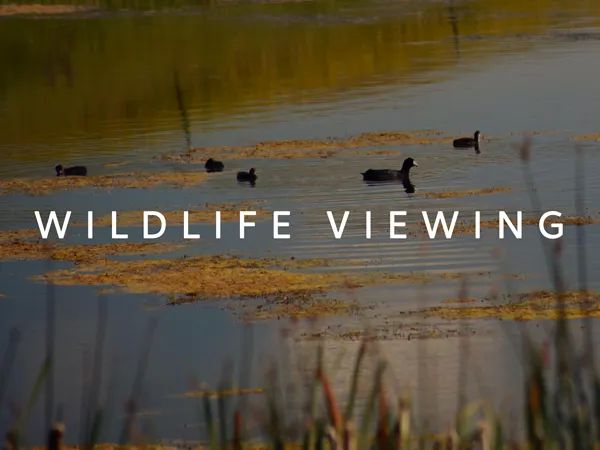 Wildlife Viewing