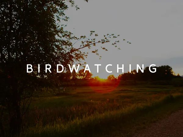 Birdwatching