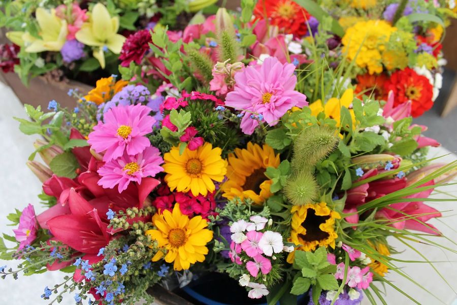Spring Creek Flower Farm Season Opening