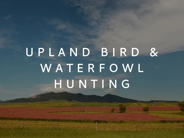 Upland Bird and Waterfowl Hunting